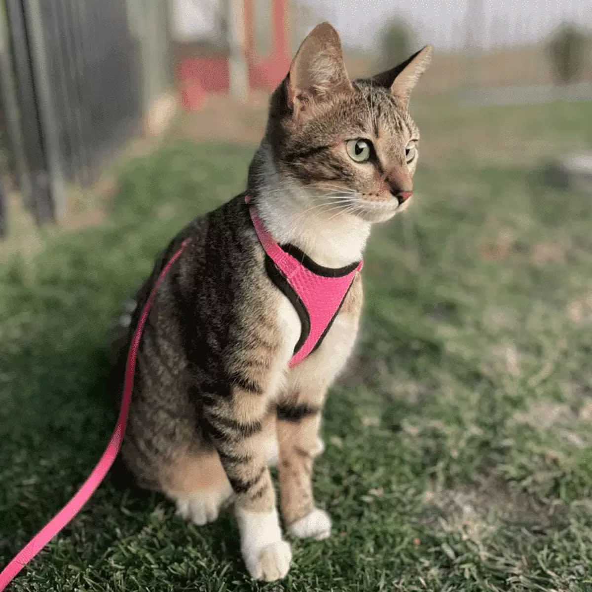 Coastal Arnés Pechera con Correa Confort Soft Azul2