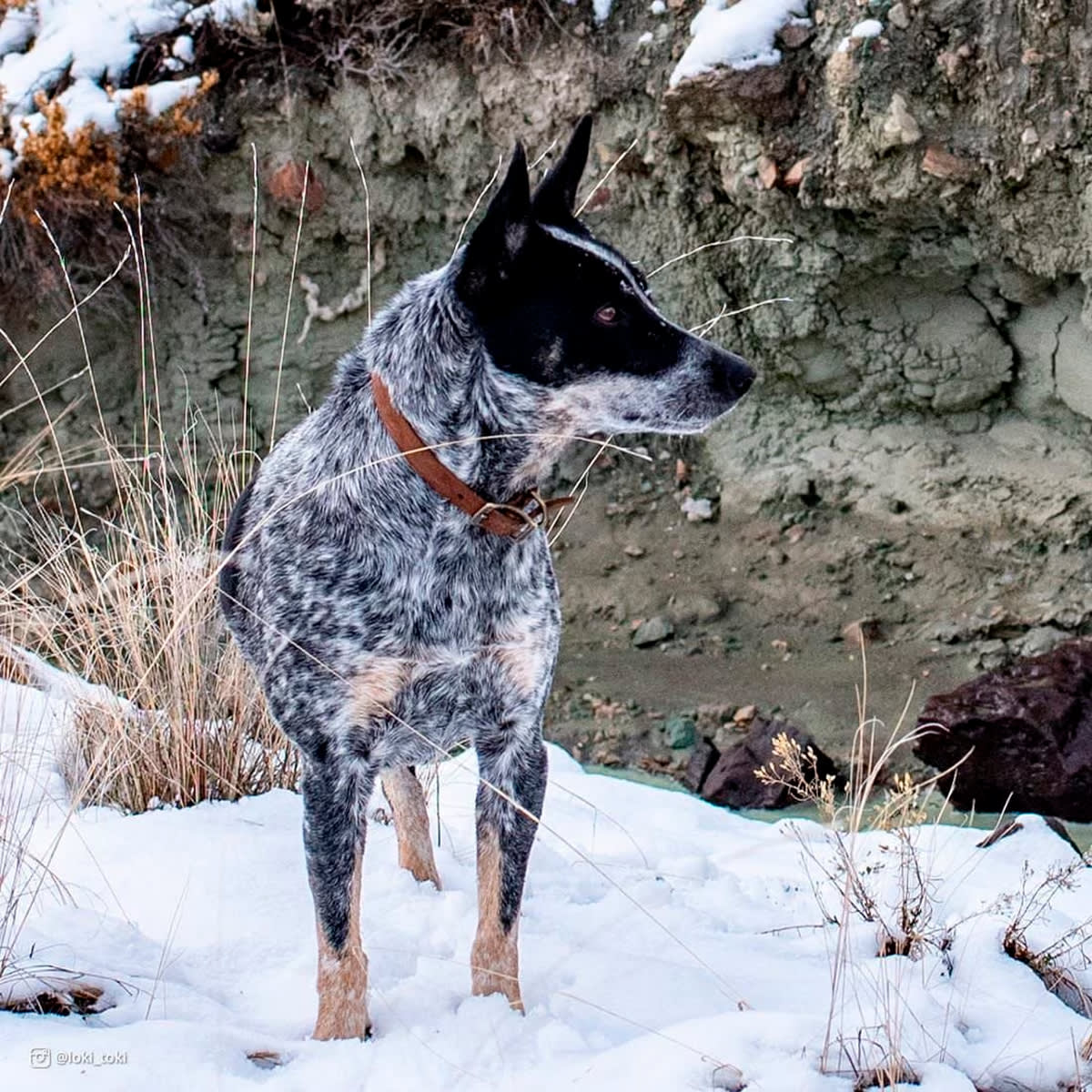 Collar de cuero rústico chocolate para perro Coastal Circle-T4