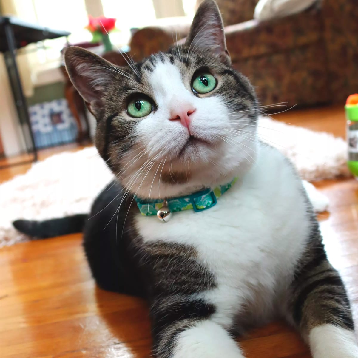 Collar para gato Coastal Magnetic Collar Colored Triangles2