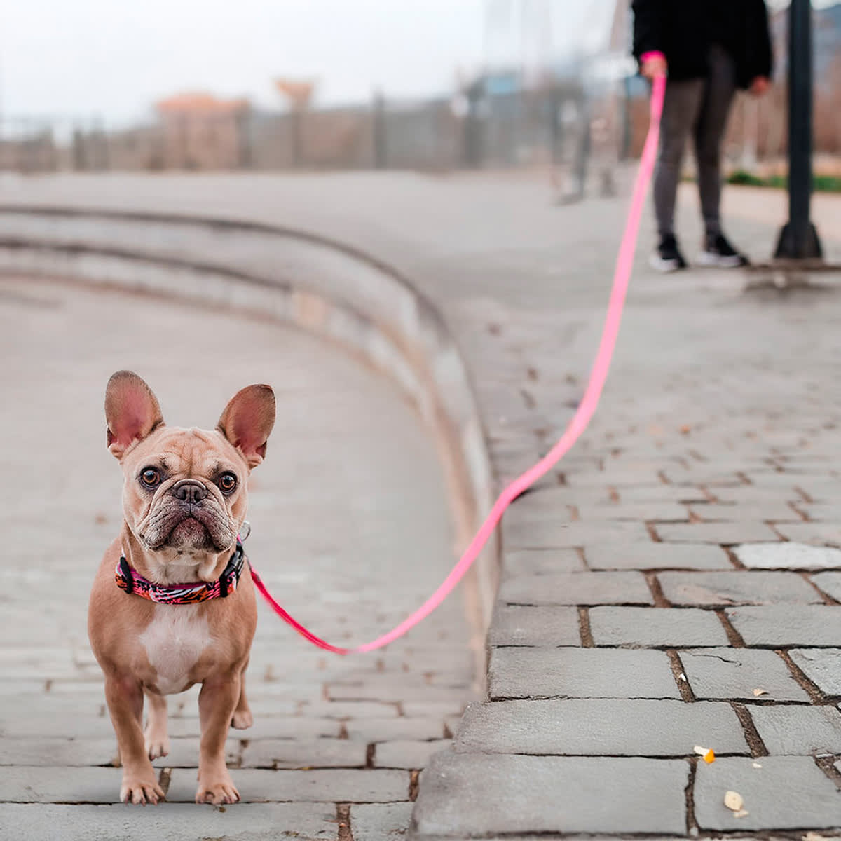 Petlounge Correa larga Power Trail fucsia 3 y 5 metros3