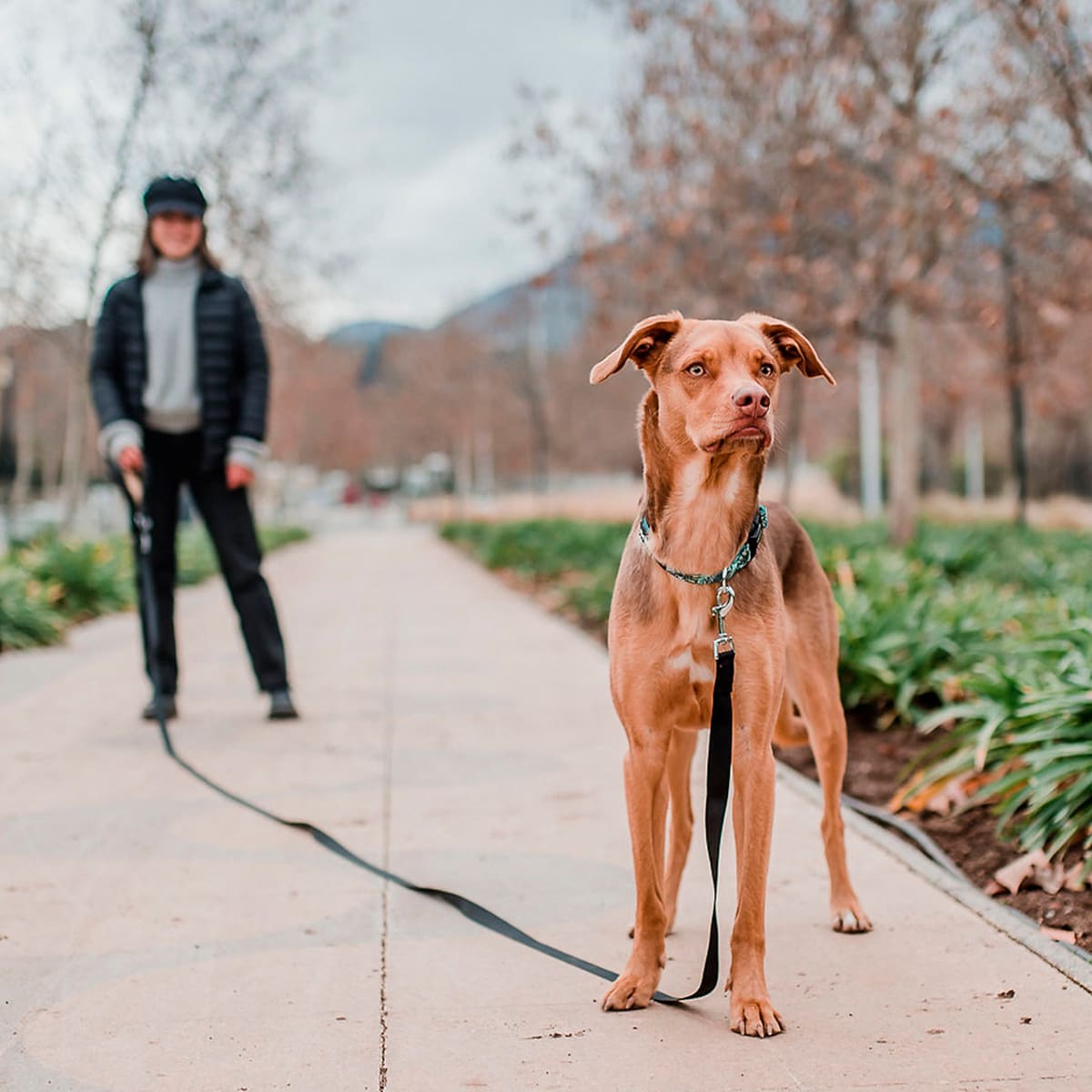 Petlounge Correa Larga Negra4