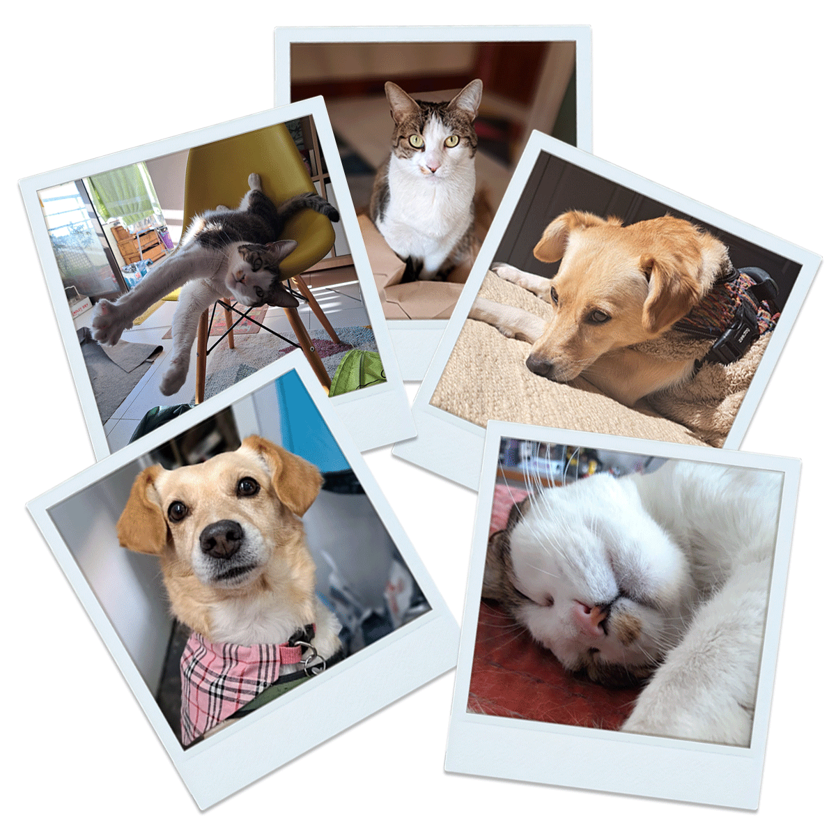 Tazón con fotos y nombre de tu mascota3