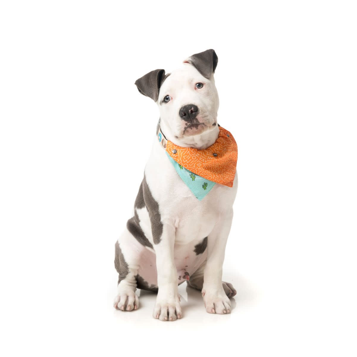 FuzzYard Bandana Tucson2