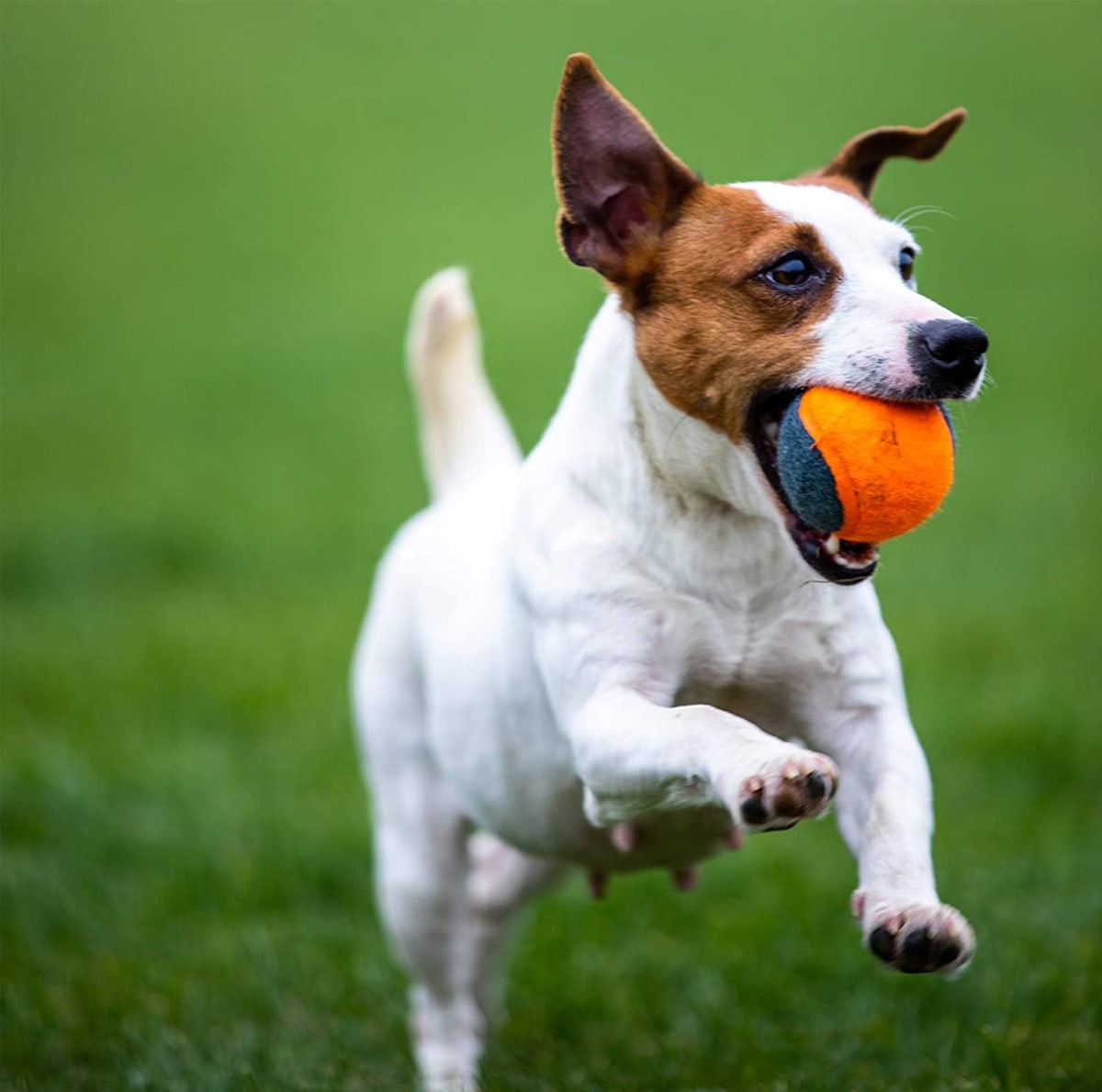 Pelota de tennis para perro Skipdawg 4 Pelotas Talla M2