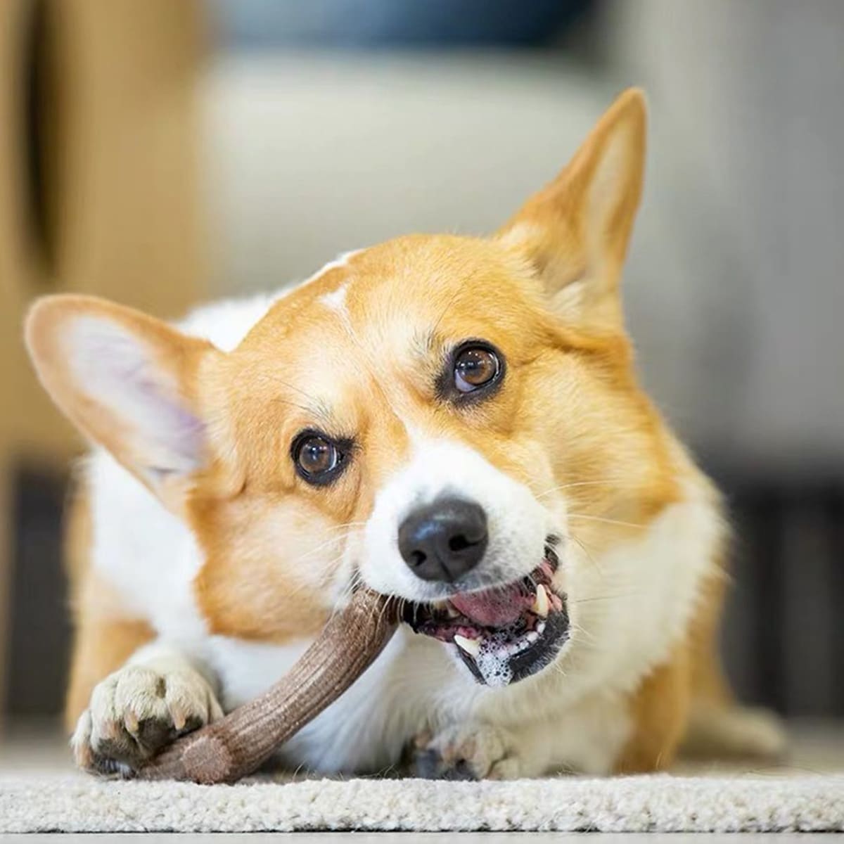 GiGwi Wooden Antler Dog Chew Tipo Tronco6