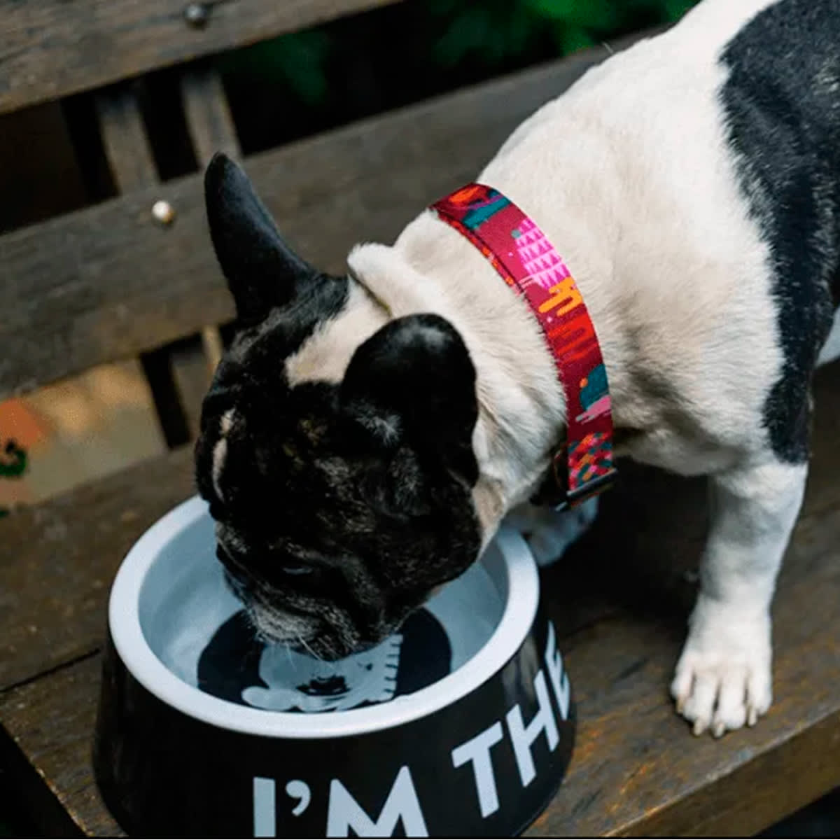ZeeDog Bowl ¨I´m the boss¨ plato para mascotas2