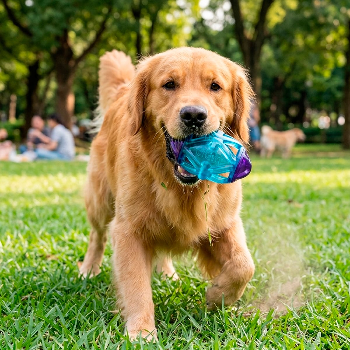 GiGwi Pelota Rugby EDGE FLASH juguete para perros2