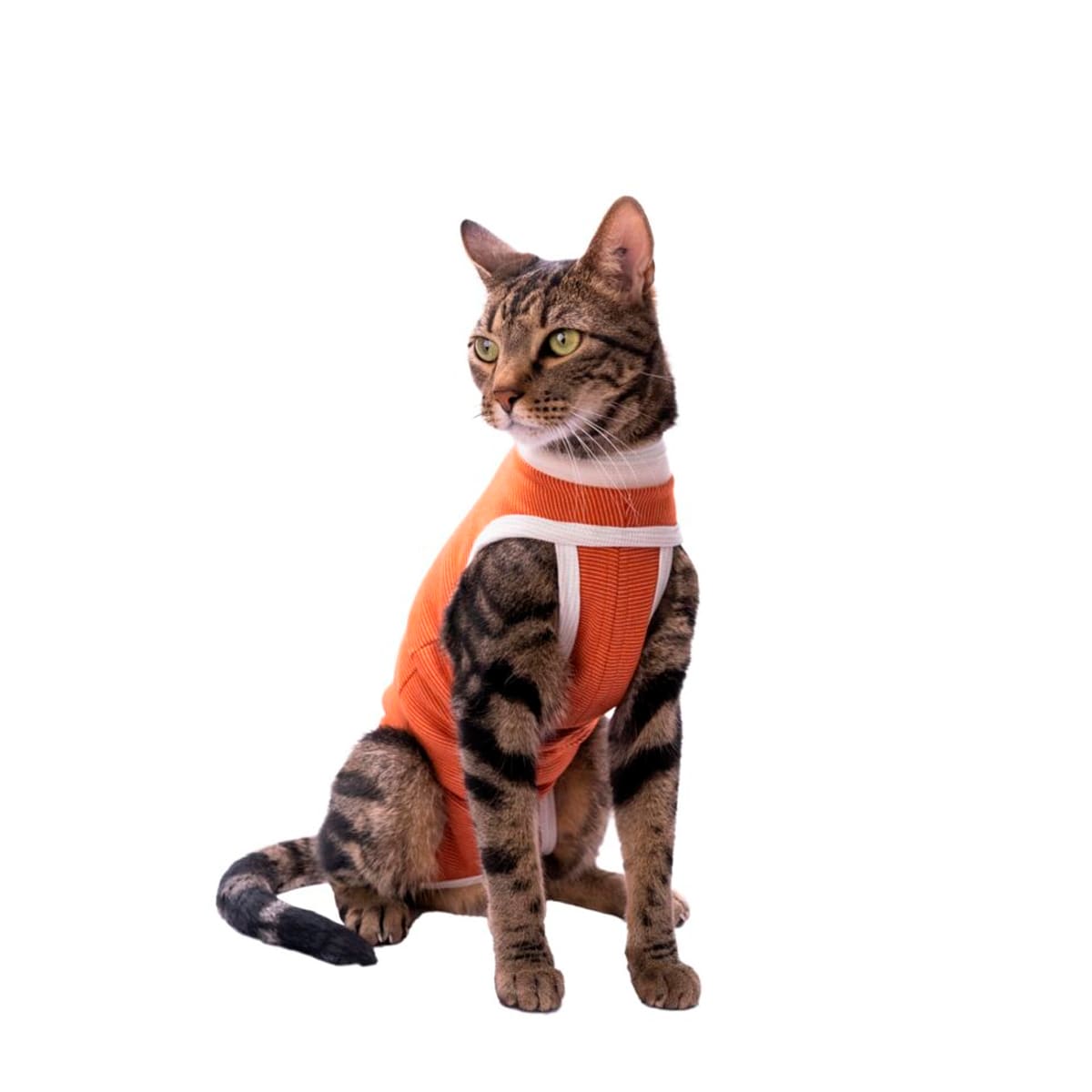 Kimba Body Cobre Tradicional para perros y gatos3