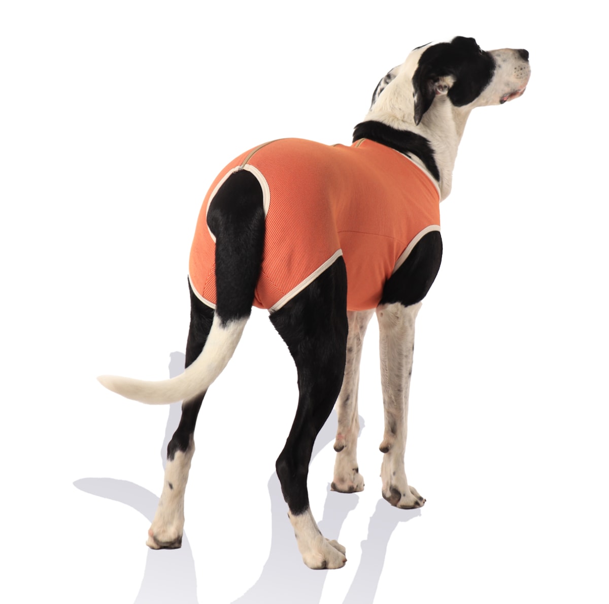 Kimba Body Copper Castración perro macho2