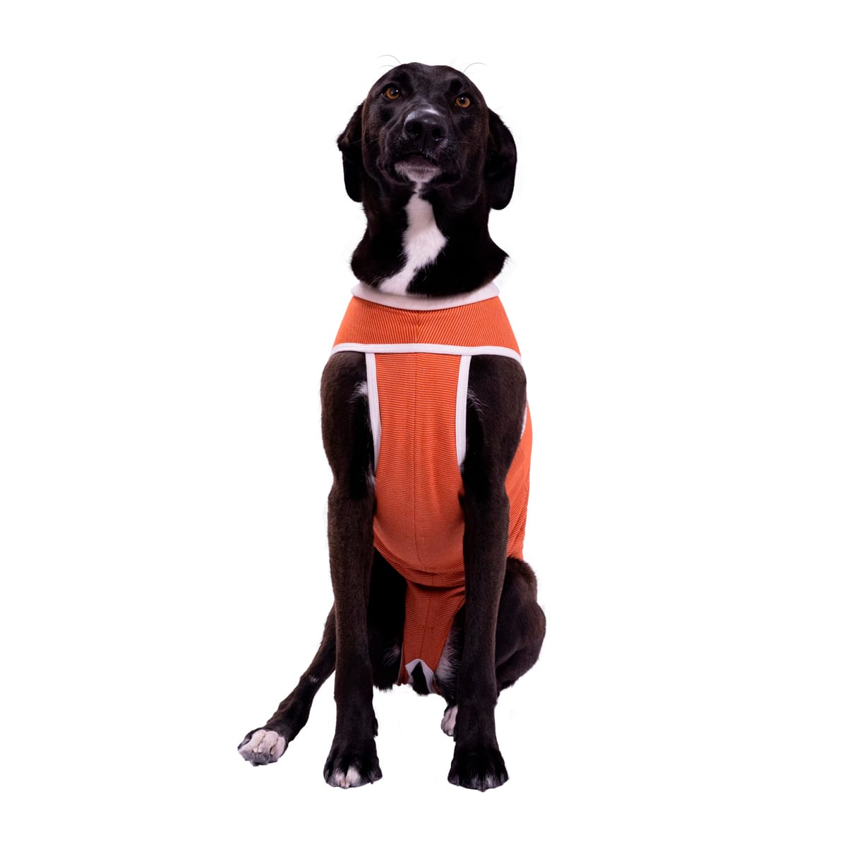 Kimba Body Cobre Tradicional para perros y gatos2