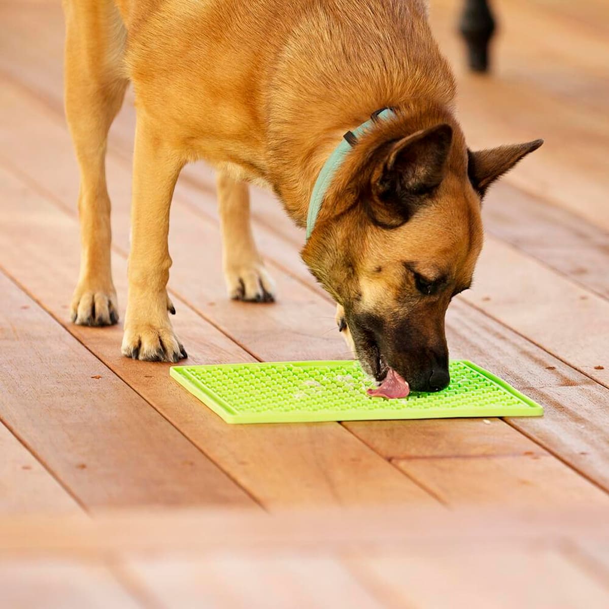 LickiMat Buddy Purple para perros Morado3