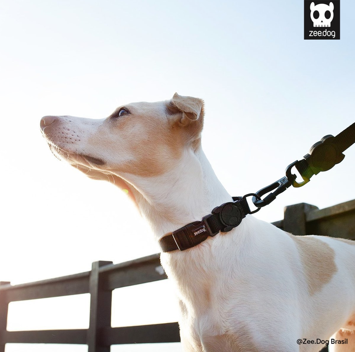 ZeeDog Collar Glitch Error 404 para perros4
