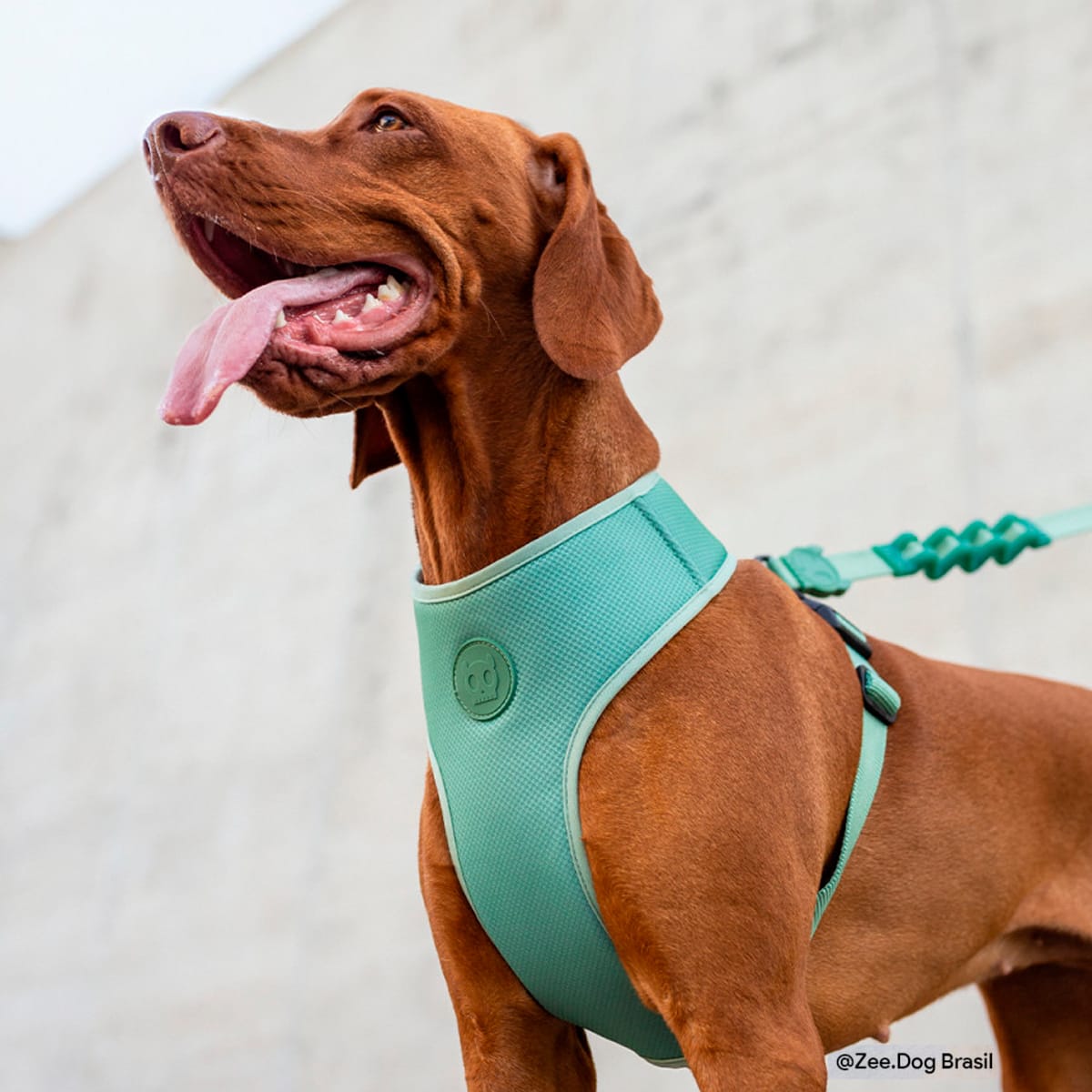 ZeeDog arnés pechera Blast ajustable air mesh para perros3