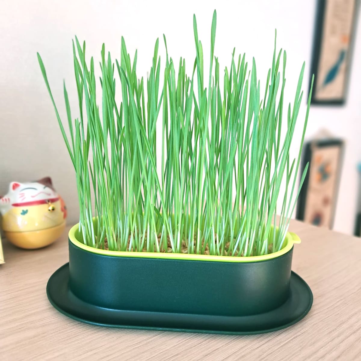 Maceta de Cultivo Hidropónico de Hierba para Gatos (No incluye las semillas) 1