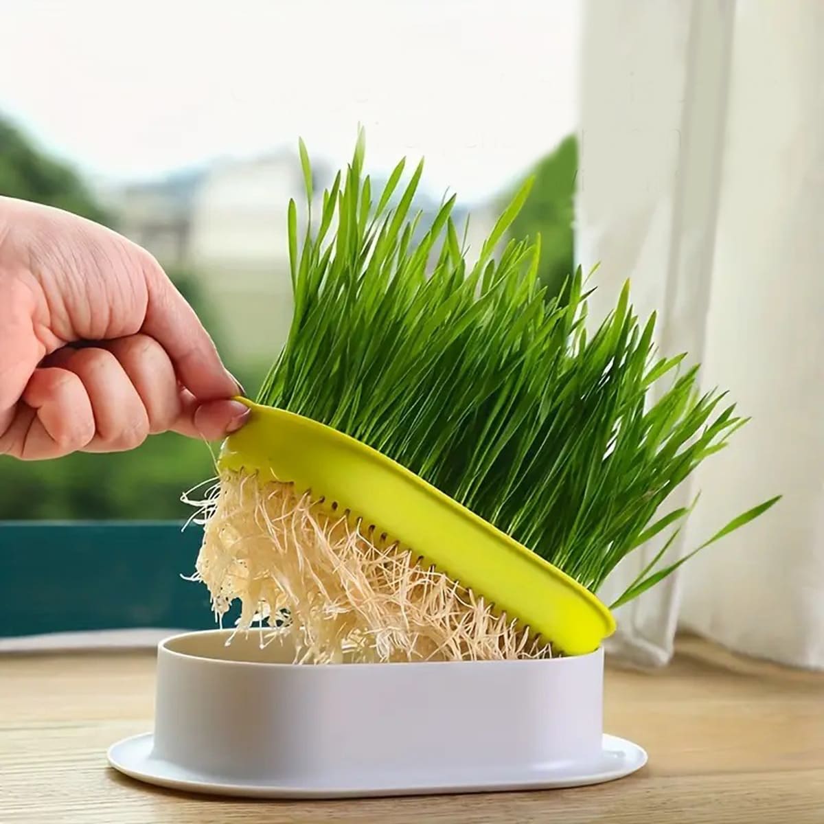 Maceta de Cultivo Hidropónico de Hierba para Gatos (No incluye las semillas)5