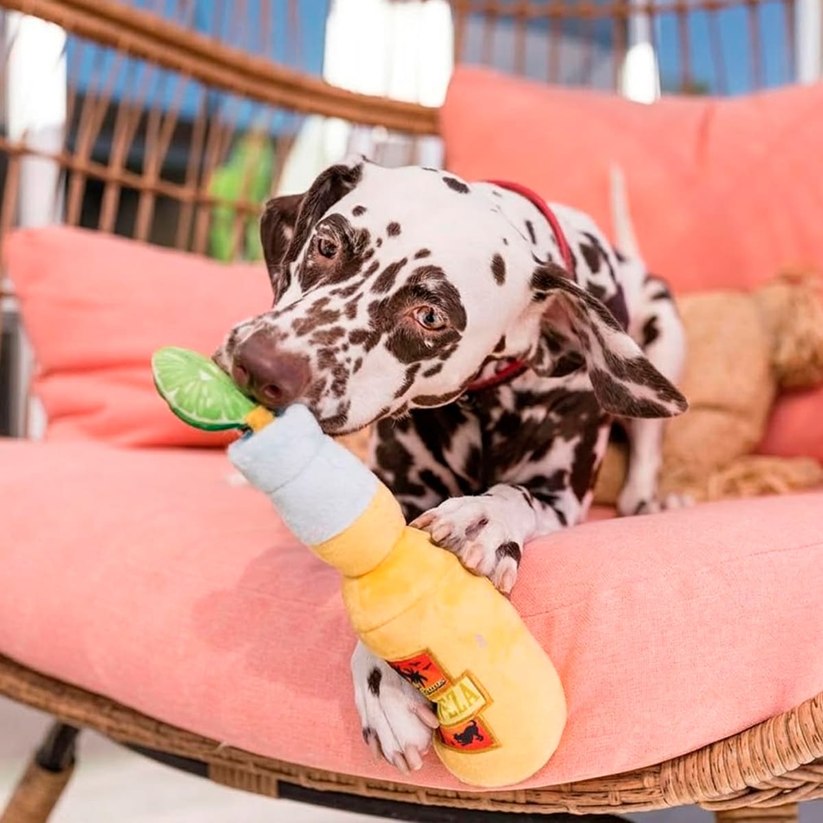 Juguete Play Pet Tropical Paradise Canine Cerveza para perros2