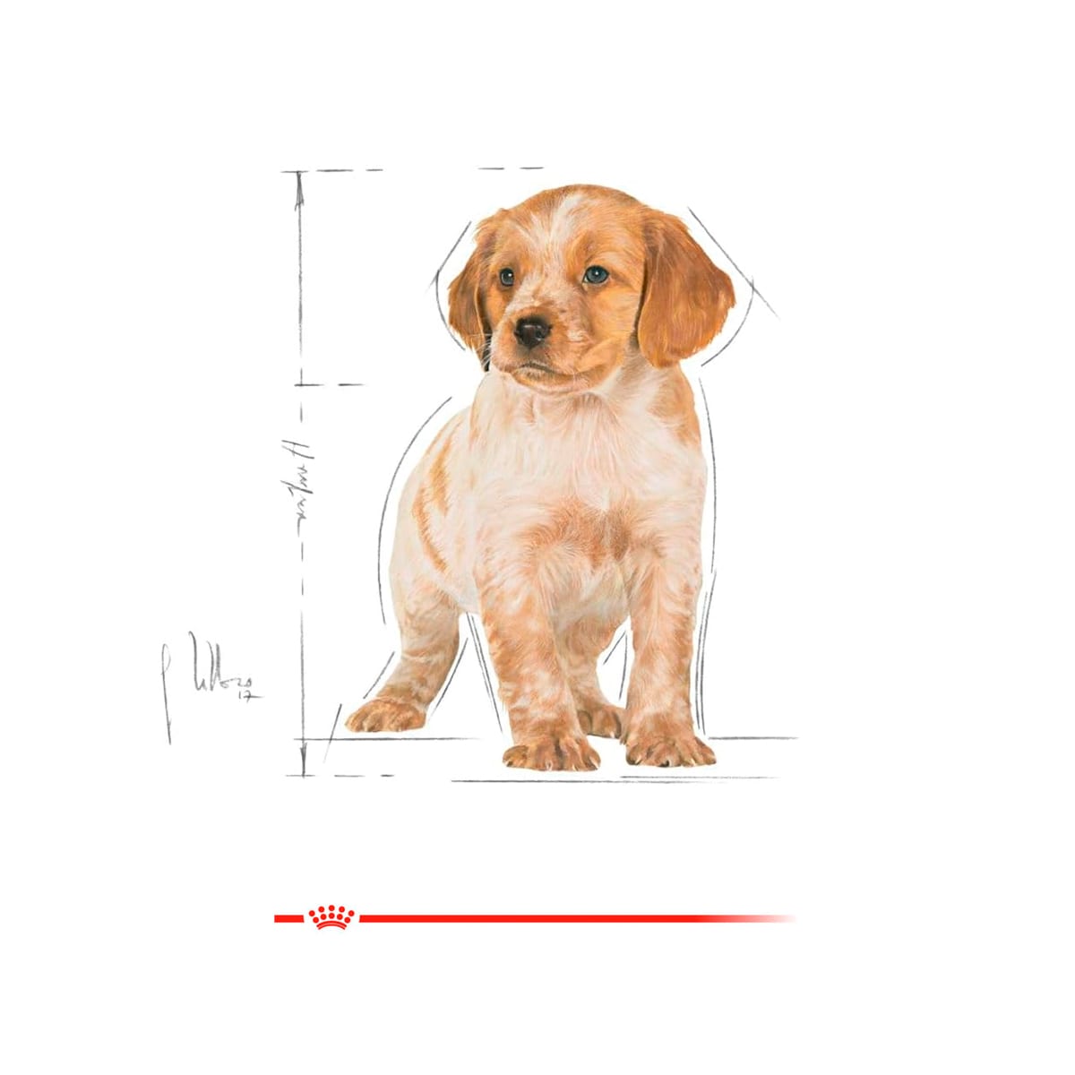 Royal Canin Medium Puppy 2.5 kg3