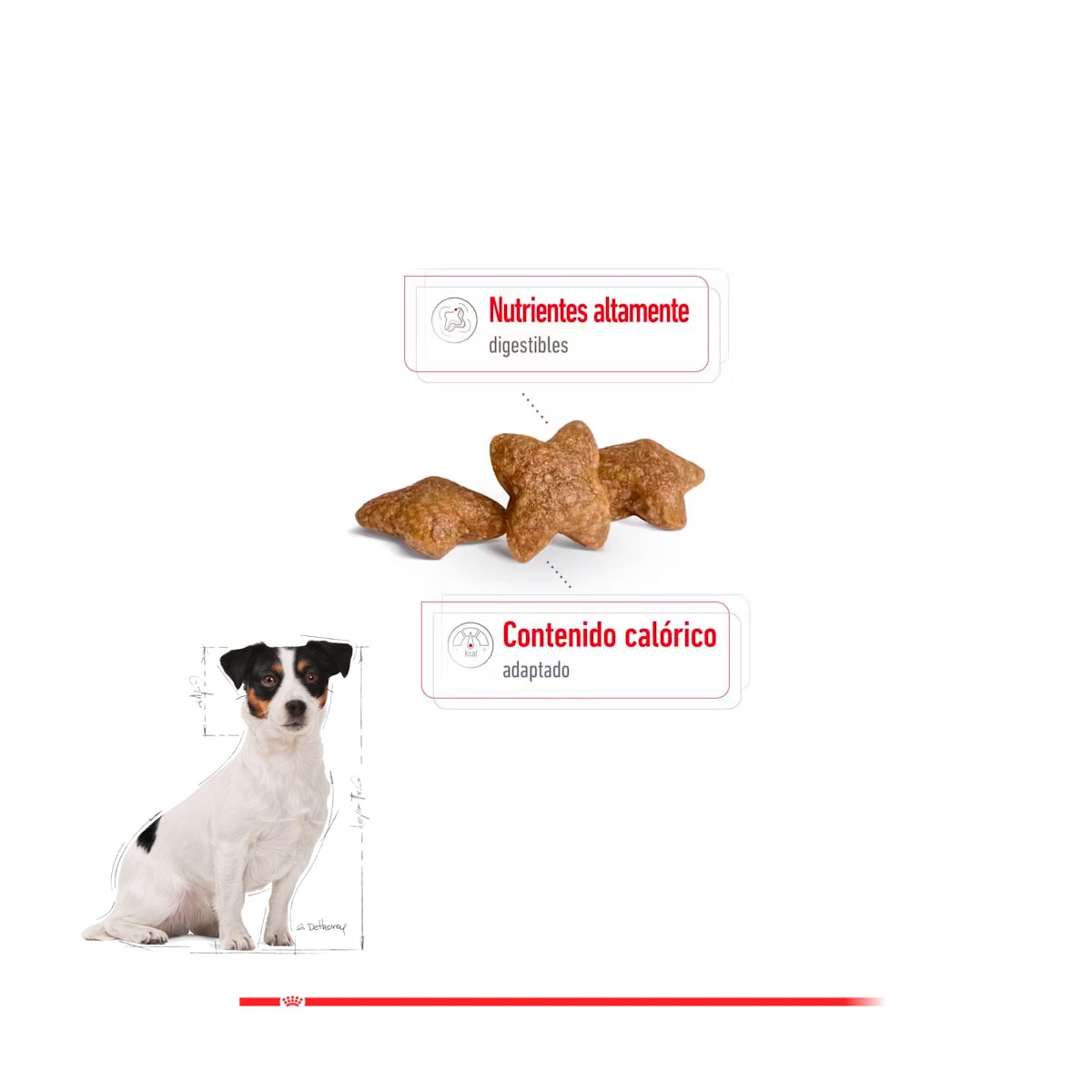 Royal Canin Mini Adult 8+ de 3 kg2