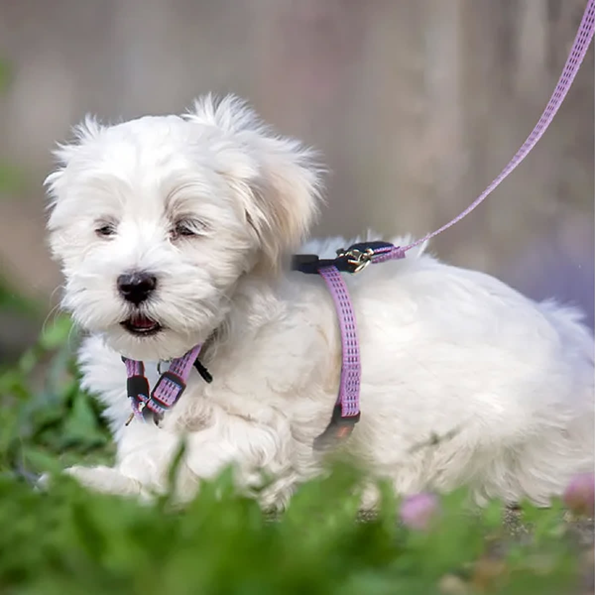 GiGwi Arnés Morado3