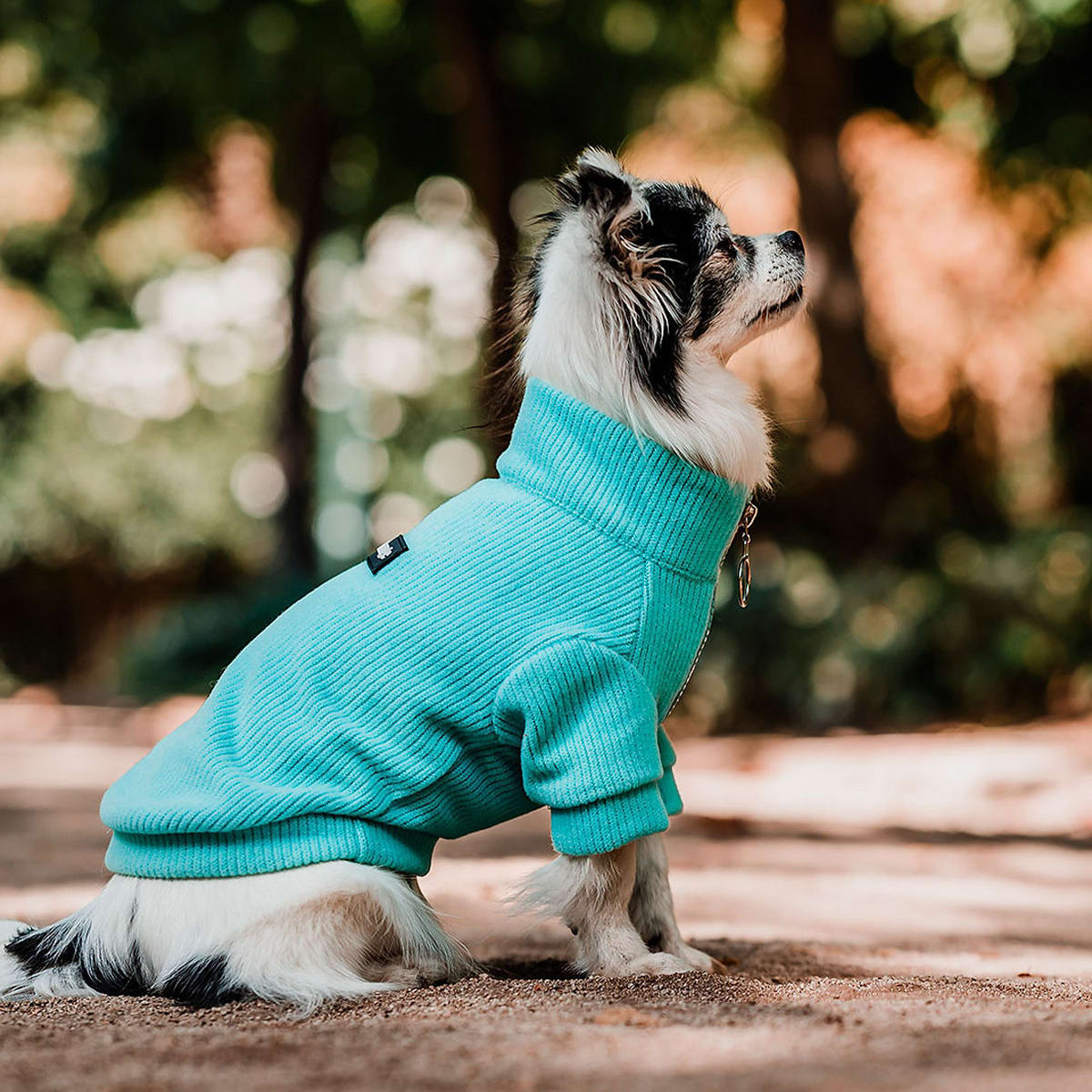 Petlounge Sweater de lanilla para perros pequeños turquesa2