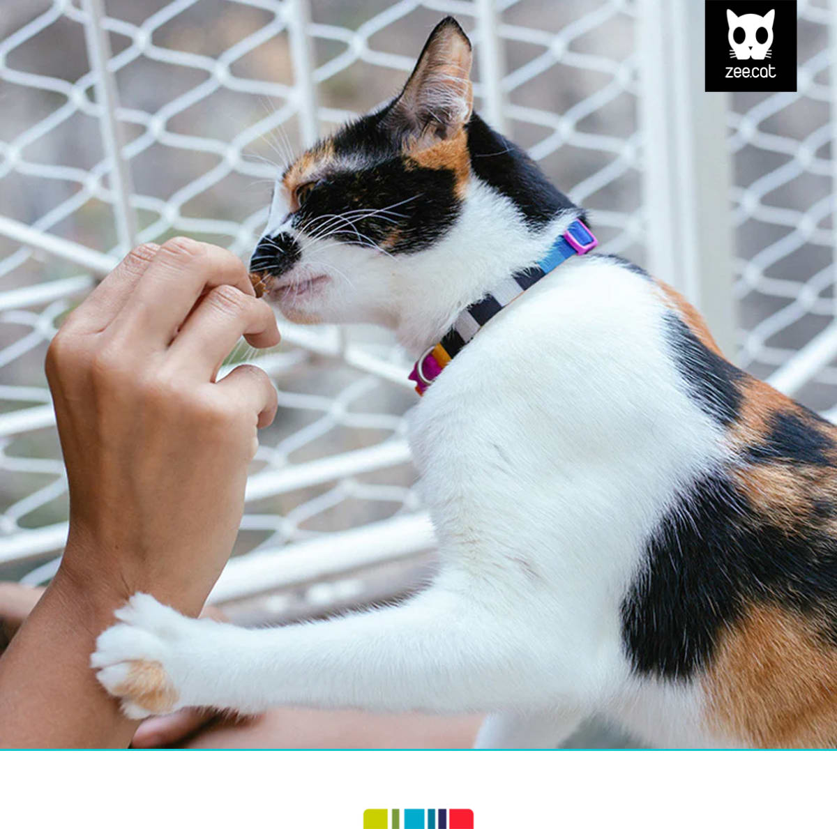 ZeeCat collar Skull 2.0 de ZeeDog para gatos3