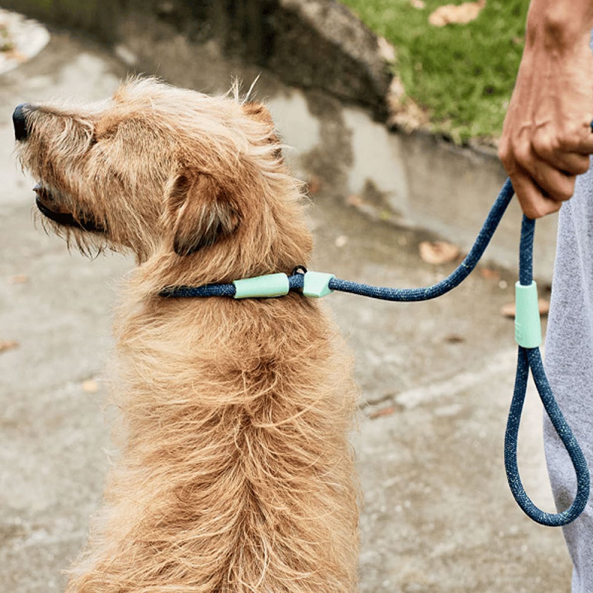 ZeeDog Correa Cosmo Slip on Leash5