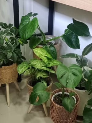 Plantas de interior 