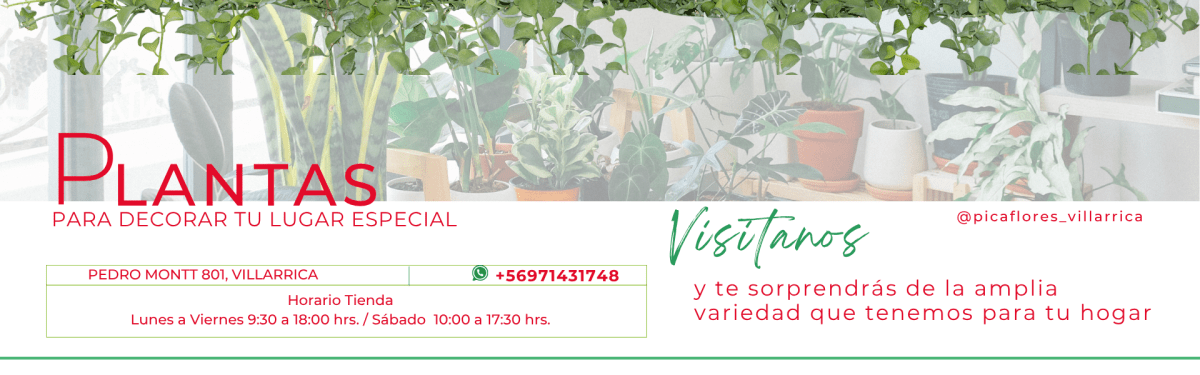postdeinstagramplantasminimalistaverde4137