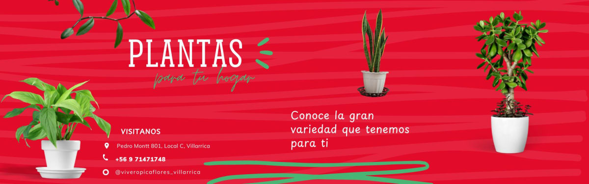 postparafacebookplantas5434