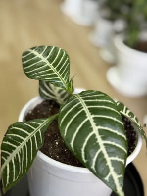 APHELANDRA