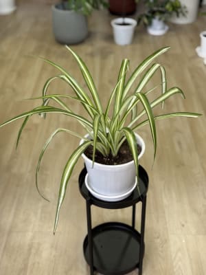 Mala Madre ( Chlorophytum comosum)