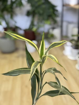DRACAENA SANDERIANA (Lucky Bamboo)