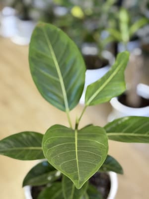 GOMERO ALTISSIMA (Ficus altissima)