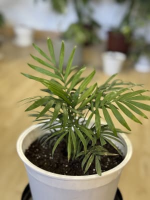 PALMERA ELEGANCE (Chamaedorea elegans)