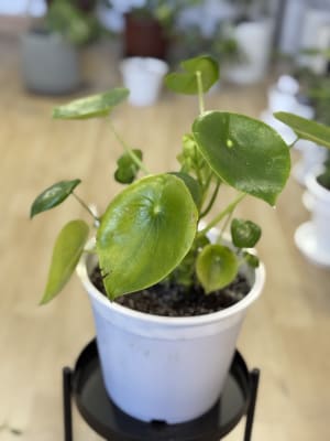 PEPEROMIA CUCHARITA (Peperomia dolabriformis)