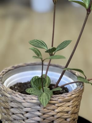 PEPEROMIA PUTEOLATA (Peperomia paralela)