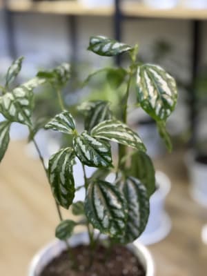 PILEA CARDIERI