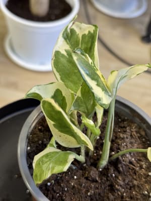 POTHUS N'JOY