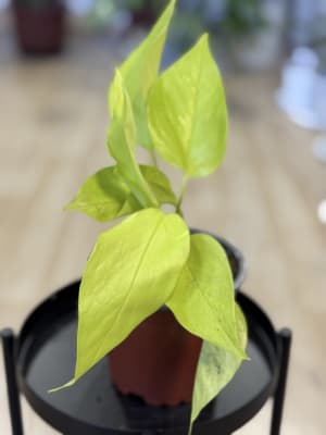 POTHUS NEON