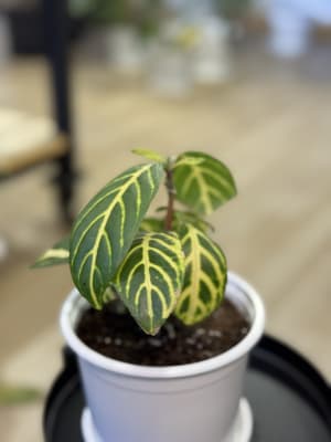 SANCHEZIA