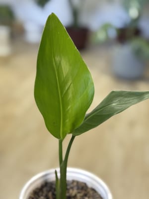 STRELITZIA NICOLAI