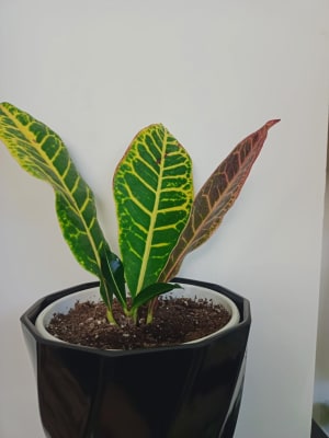 CROTON