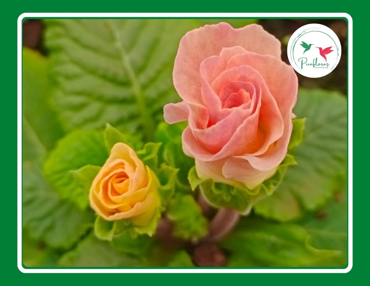 PRIMULA ACAULIS DOBLE MIX1