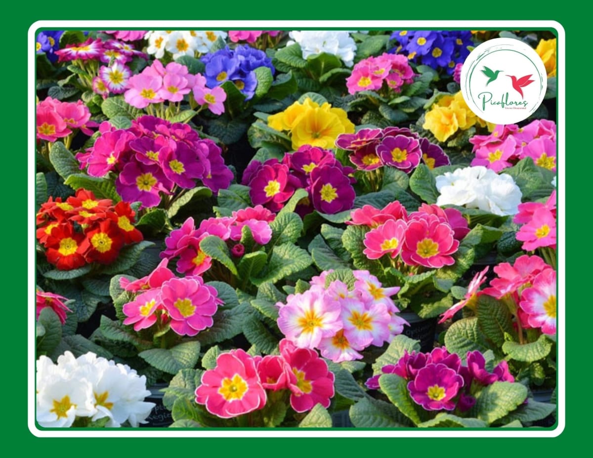 PRIMULA ACAULIS MIX1