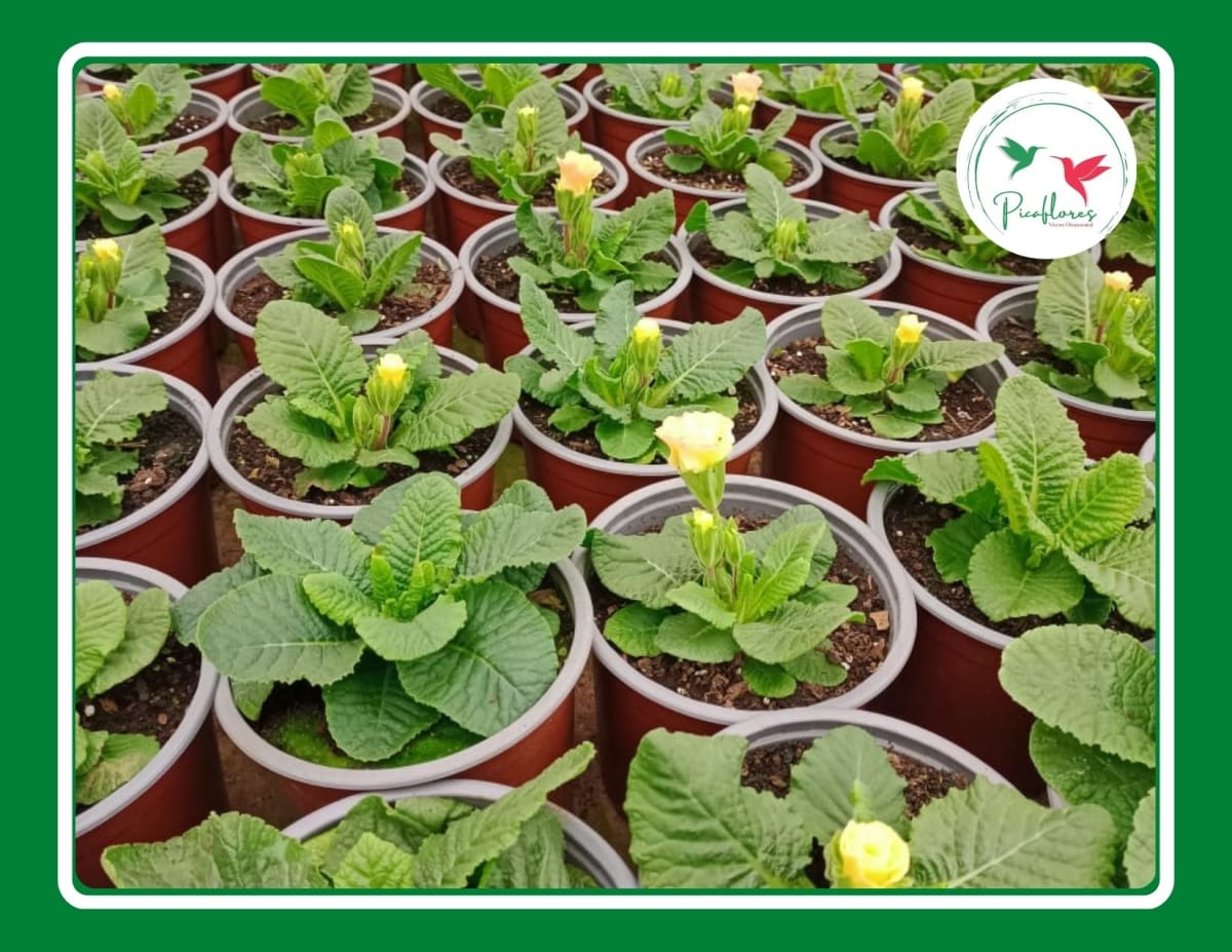 PRIMULA ACAULIS DOBLE MIX3