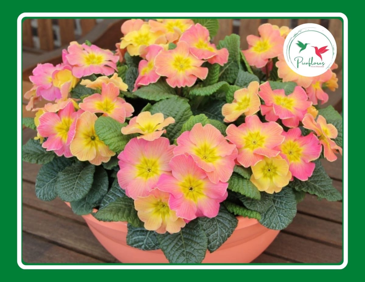 PRIMULA ACAULIS MIX2