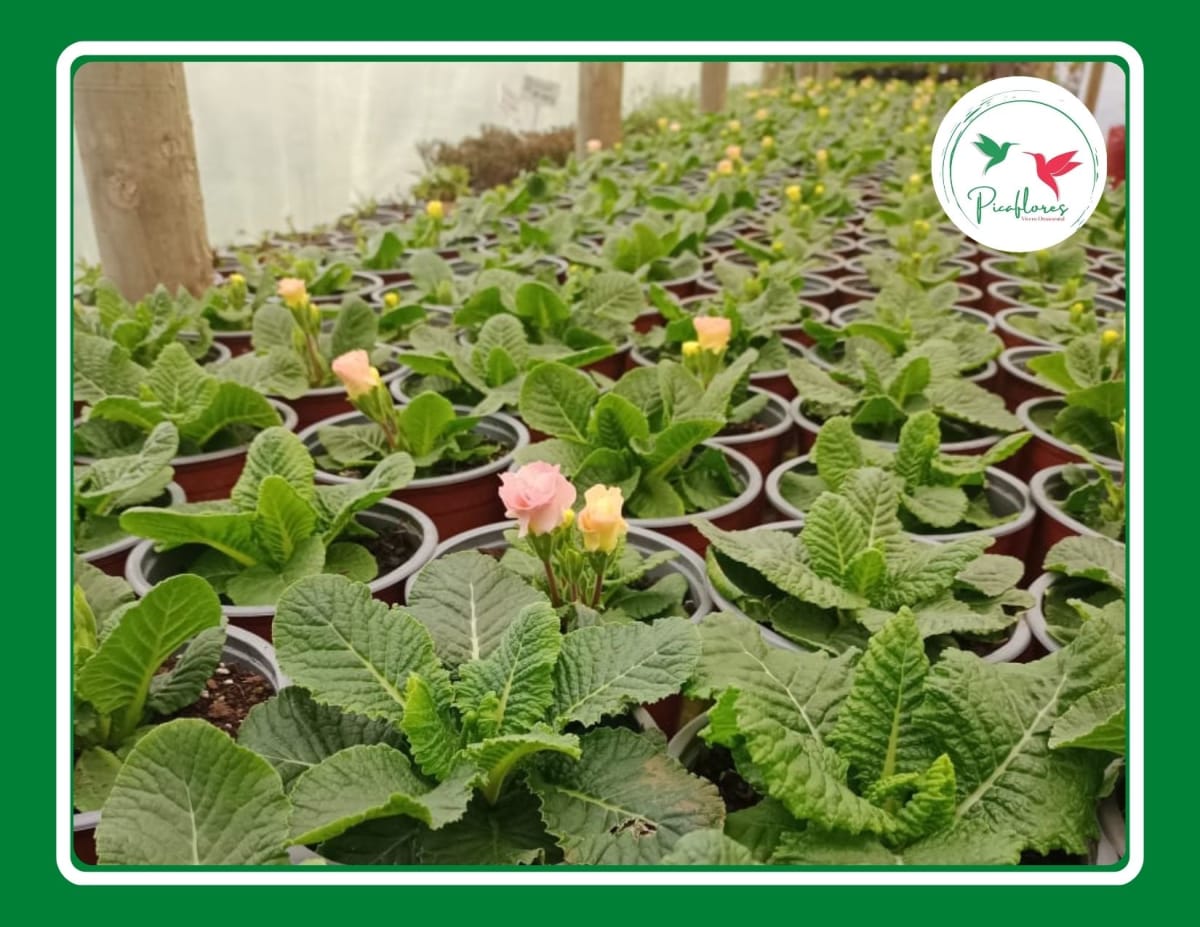 PRIMULA ACAULIS DOBLE MIX2