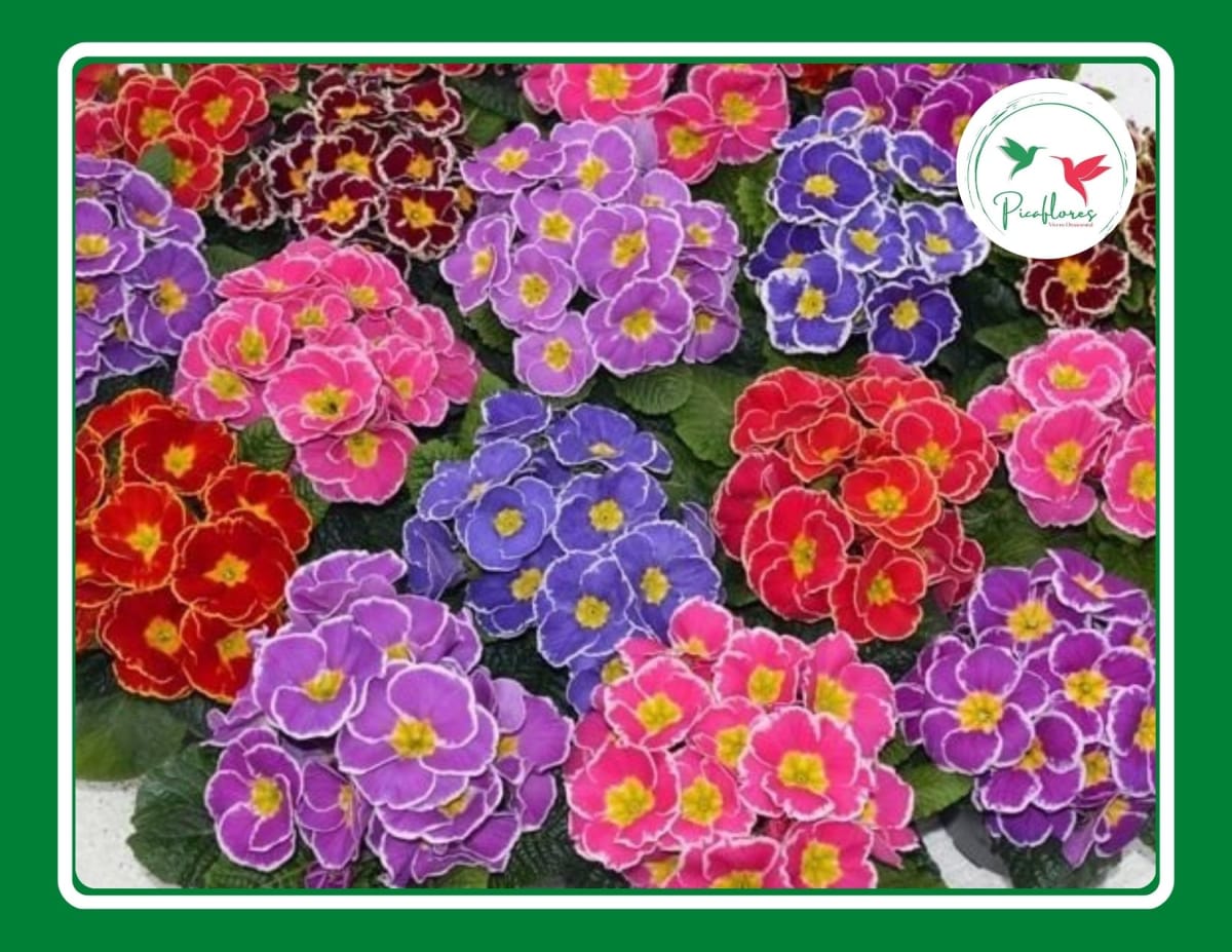 PRIMULA ACAULIS MIX3