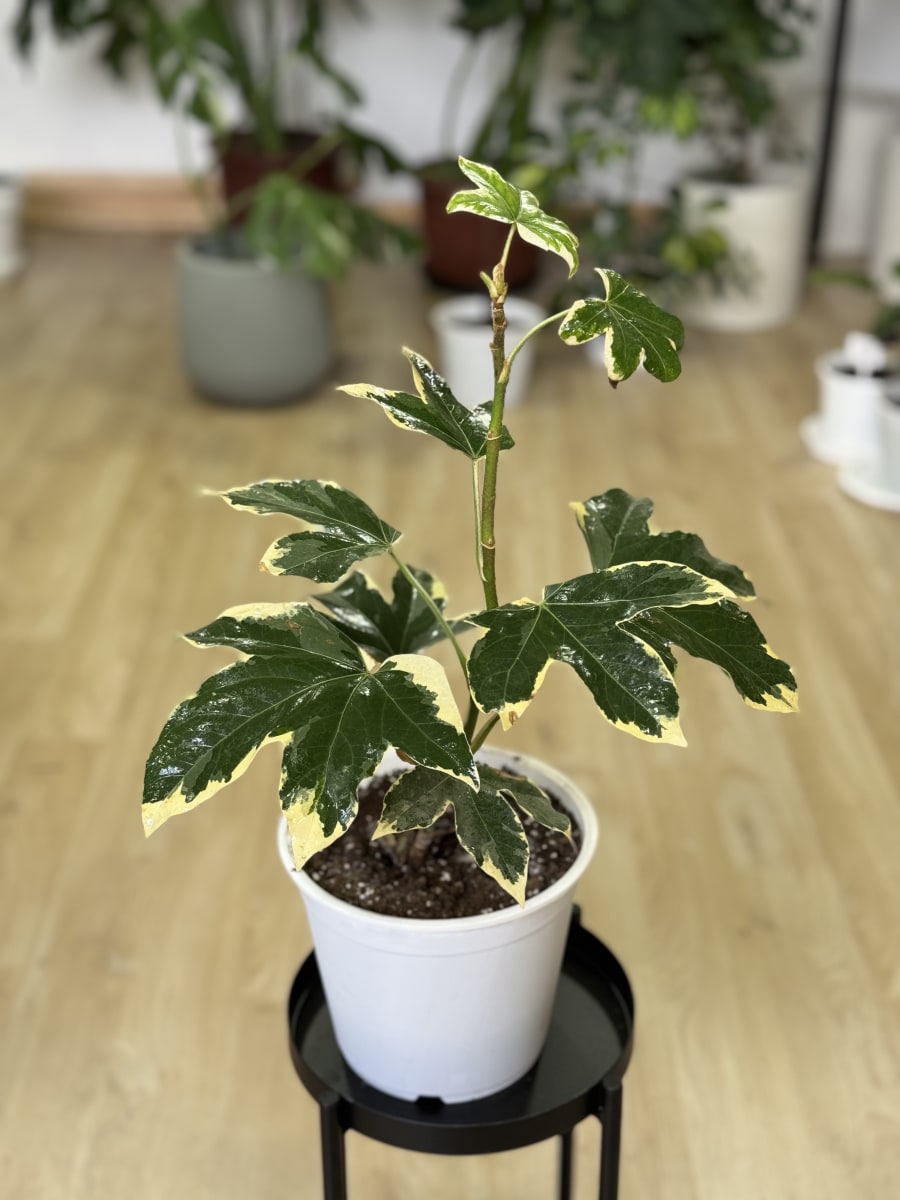ARALIA JAPONICA VARIEGADA3