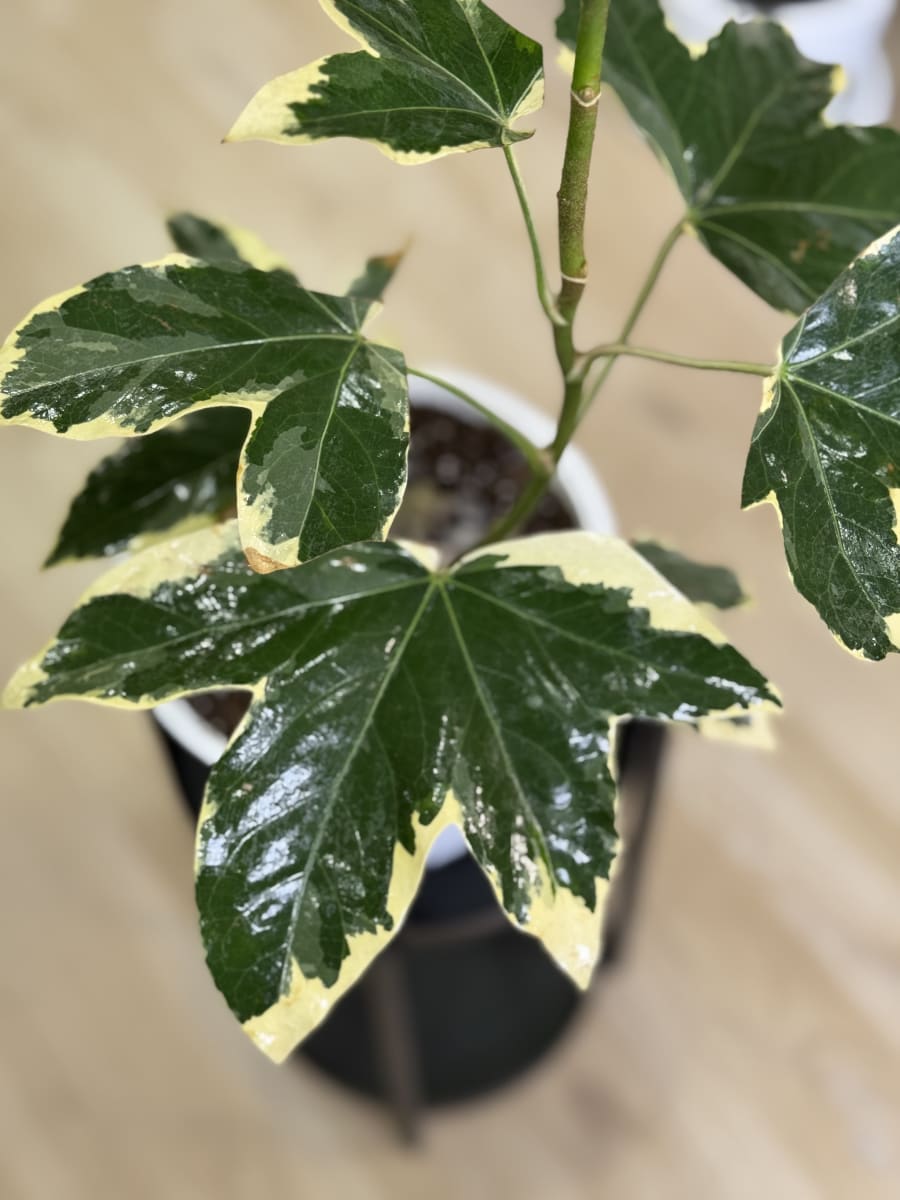 ARALIA JAPONICA VARIEGADA2